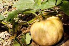 Agricultura Ecológica en Tenerife